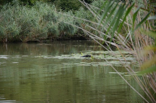 wasserübungstag-09.08.2014-parkstetten