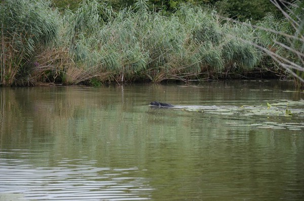 wasserübungstag-09.08.2014-parkstetten
