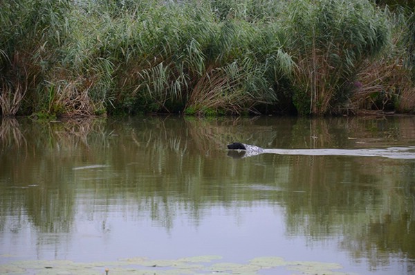 wasserübungstag-09.08.2014-parkstetten