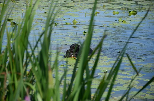 wasserübungstag-09.08.2014-parkstetten
