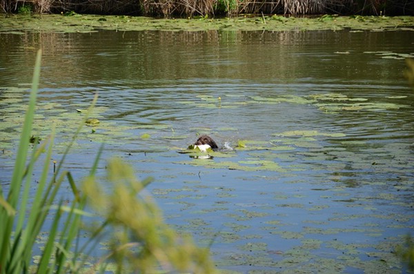wasserübungstag-09.08.2014-parkstetten
