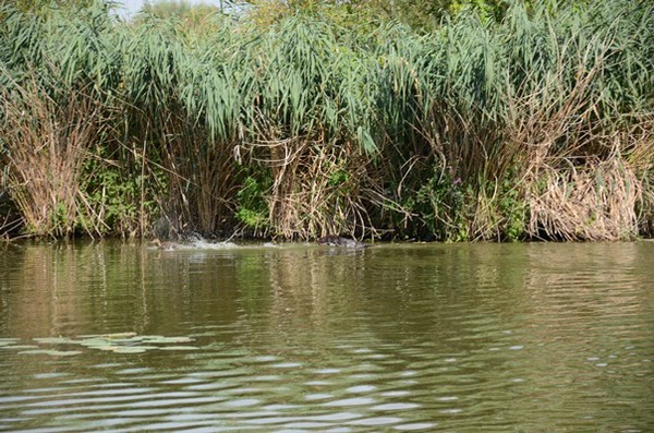 wasserübungstag-09.08.2014-parkstetten