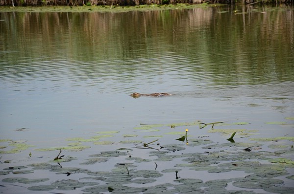 wasserübungstag-09.08.2014-parkstetten