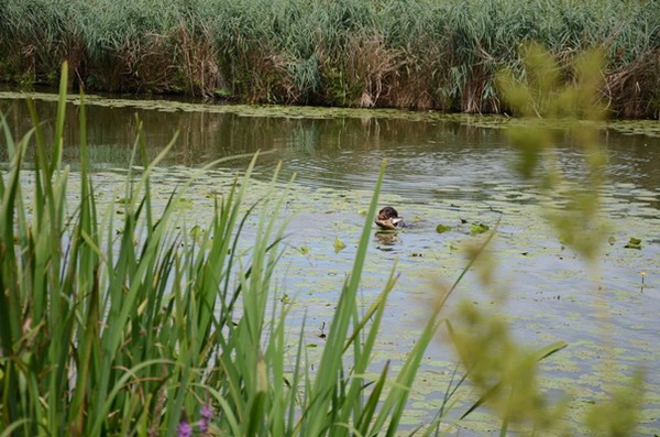 wasserübungstag-09.08.2014-parkstetten