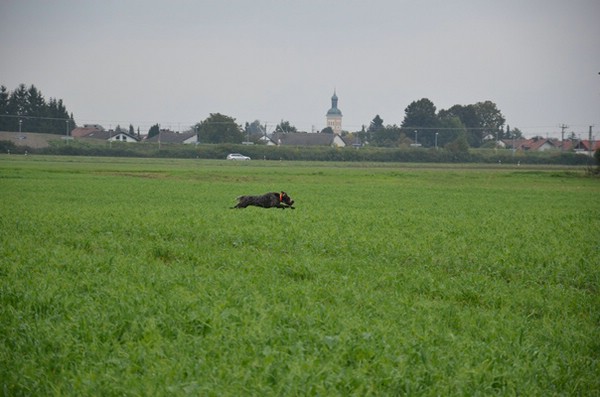 hzp-13.09.2014-aschelsried