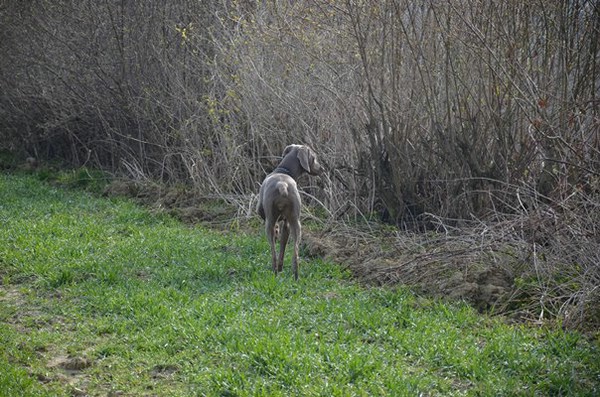 vjp-11.04.2015-tettenweis_4