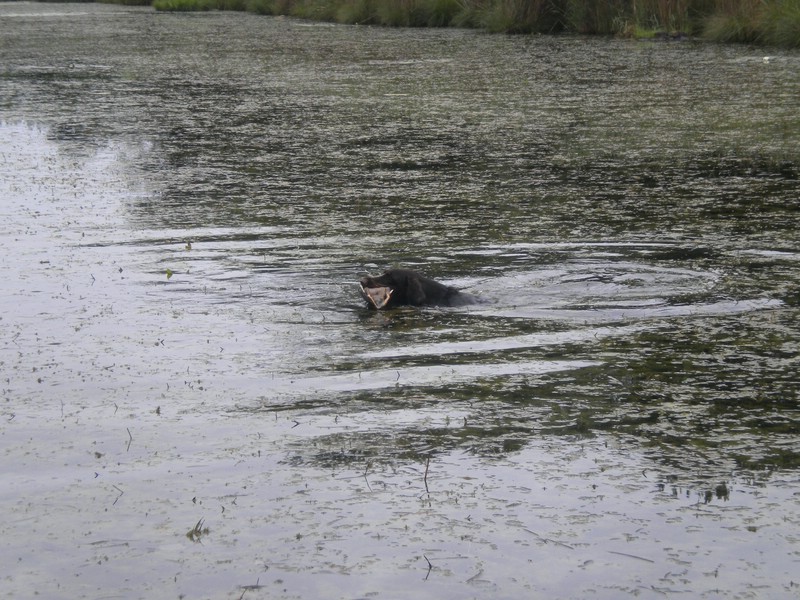 hegewaldtest2011