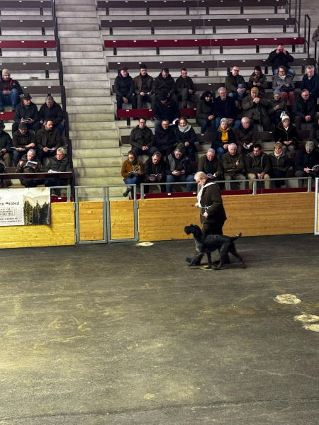 100 Jahre VDD Südbayern und Zuchtrüdenvorstellung_1