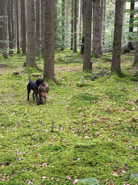 VGP Iggensbach 2025_9