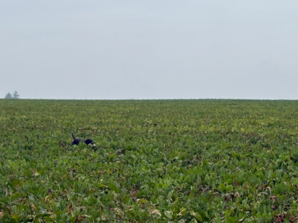 VGP Iggensbach 2025_14