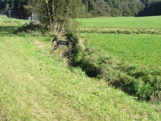 vgp-iggensbach-2011