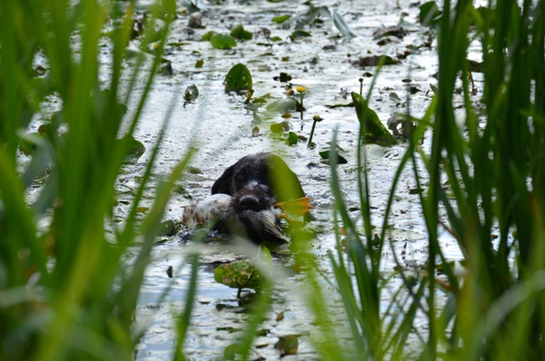 wasser-/schleppenübungstag 22.07.2012 inzlham